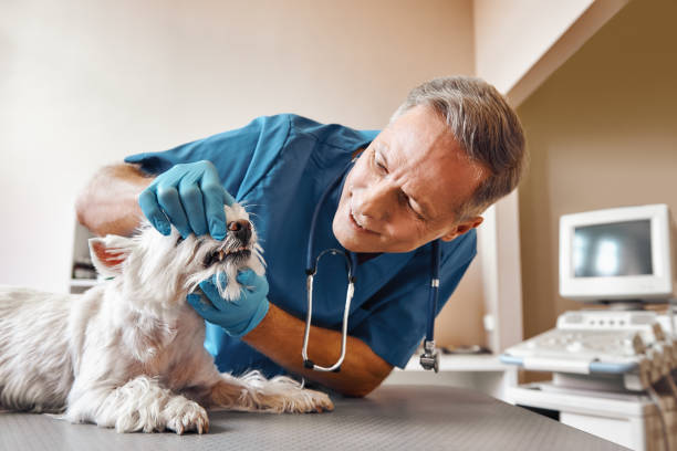 Best Walk-In Emergency Dental Services in Takoma Park, MD